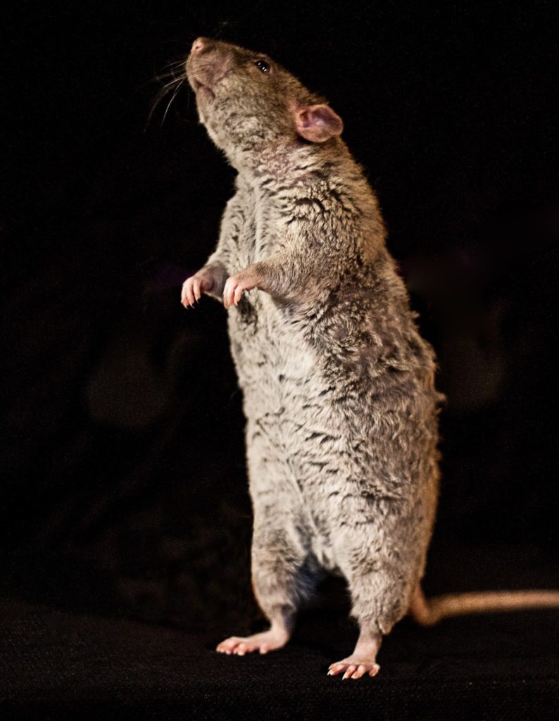 фото от Дезгород — травля, борьба и обработка от крыс
