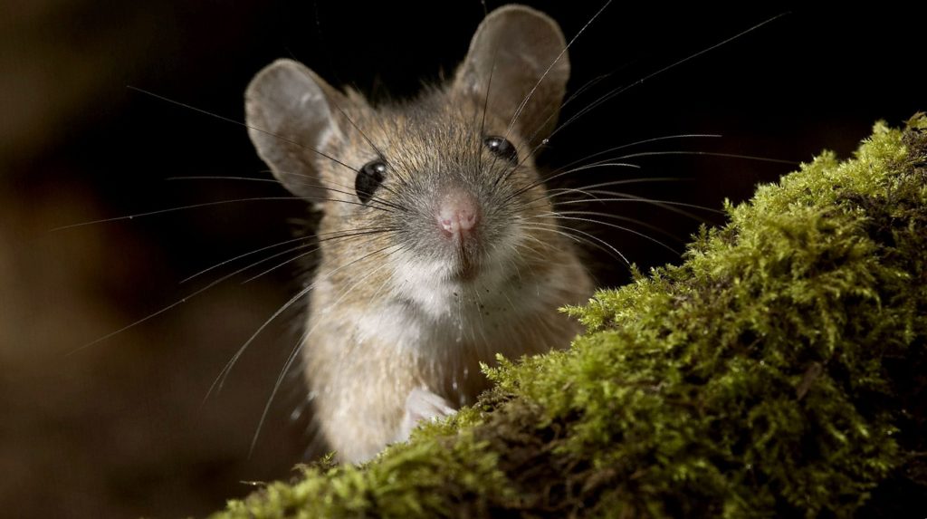 Фото от дезгород — травля мышей в квартирах, домах и на любых участках