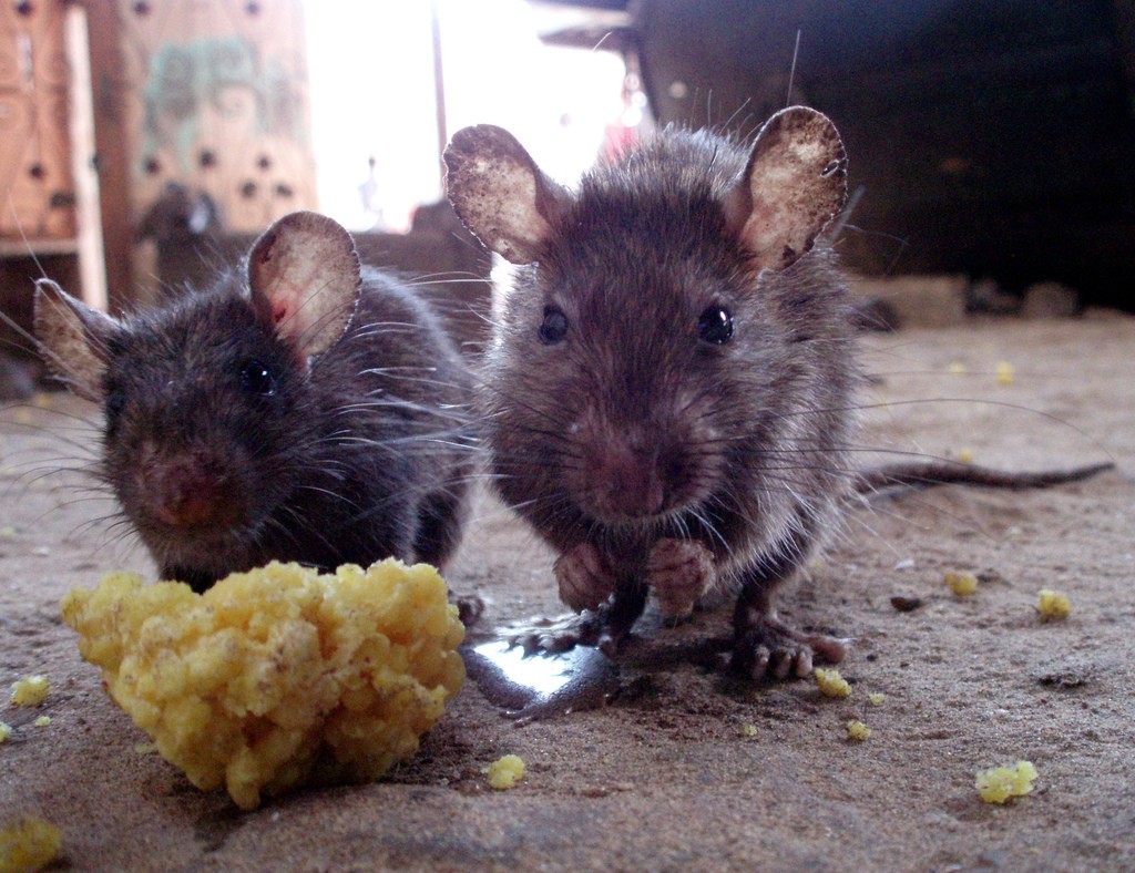 Фото от дезгород — травля мышей в домах, квартирах и на любых участках